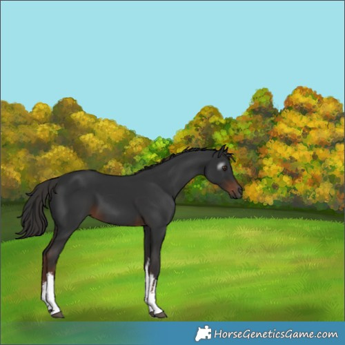 Horse Color:Gray White Spotted Liver Chestnut 
