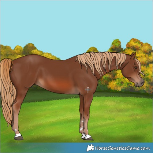 Horse Color:Chestnut 