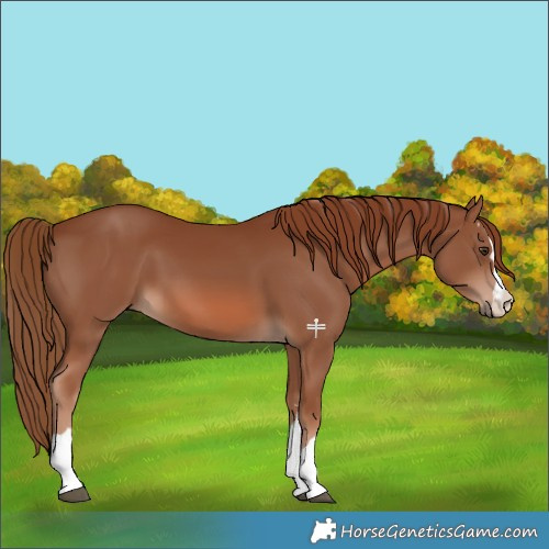 Horse Color:Chestnut 