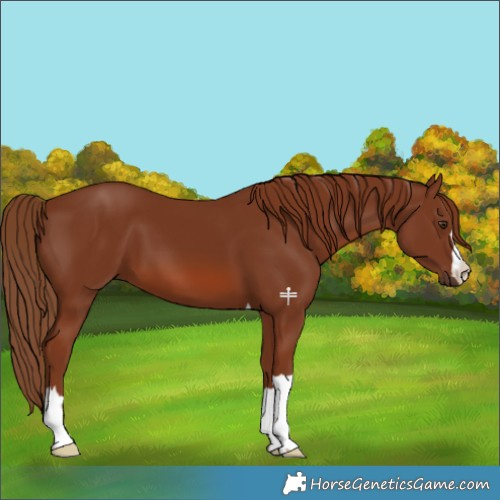 Horse Color:Chestnut 