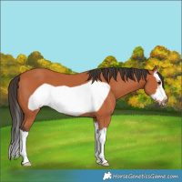 Horse Color:Bay Splash Frame 
