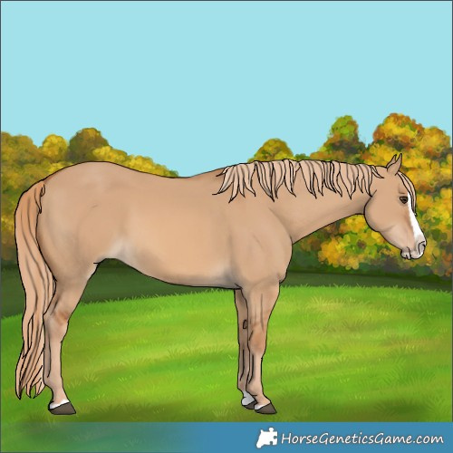 Horse Color:Red Dun Splash 