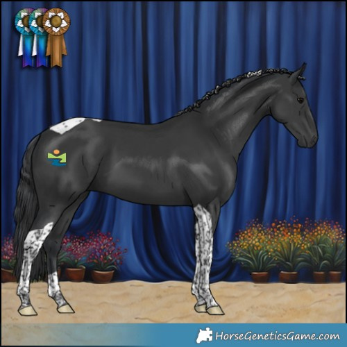 Horse Color:Black Tobiano 