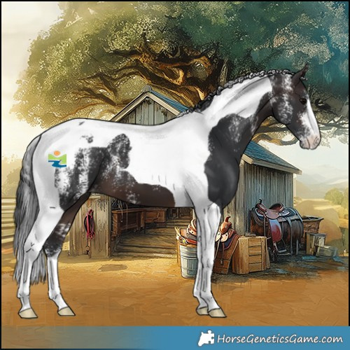 Horse Color:Powder White Brown Tobiano Appaloosa 