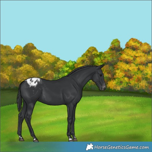 Horse Color:Black Appaloosa