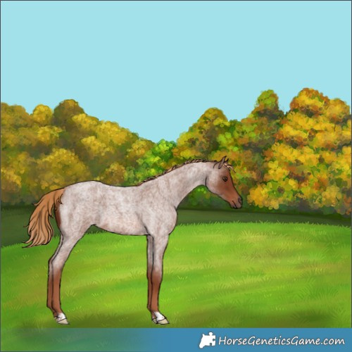 Horse Color:Red Roan