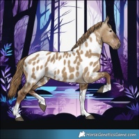 Horse Color:Gray White Spotted Liver Red Dun Near Leopard