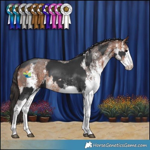 Horse Color:White Spotted Black Splash  and White Spotted Bay 