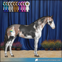 Horse Color:White Spotted Black Splash  and White Spotted Bay 