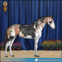 Horse Color:White Spotted Black Splash and White Spotted Bay