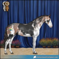 Horse Color:White Spotted Black Splash and White Spotted Bay