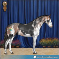 Horse Color:White Spotted Black Splash  and White Spotted Bay 