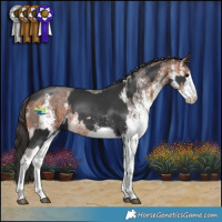Horse Color:White Spotted Black Splash  and White Spotted Bay 