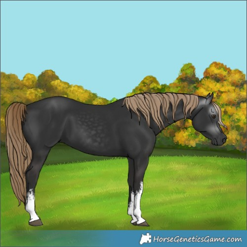 Horse Color:Gray White Spotted Liver Chestnut 