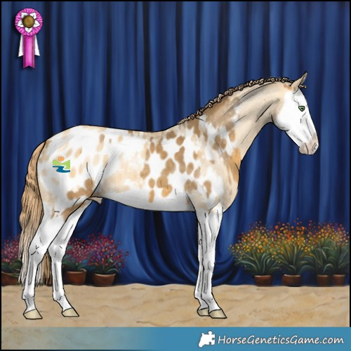 Horse Color:Sable Cream Champagne Splash Appaloosa  and Amber Cream Champagne Dun Splash Appaloosa 