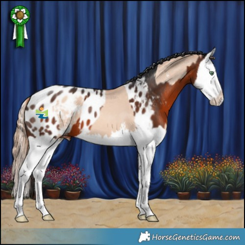 Horse Color:Gold Champagne Dun Sabino Splash Appaloosa  and Brown Splash Appaloosa 