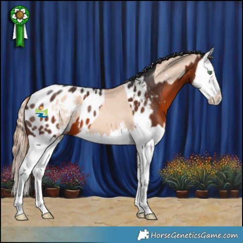 Horse Color:Gold Champagne Dun Sabino Splash Appaloosa  and Brown Splash Appaloosa 