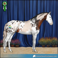 Horse Color:Gold Champagne Dun Sabino Splash Appaloosa  and Brown Splash Appaloosa 