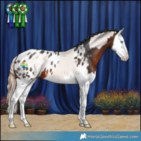 Horse Color:Gold Champagne Dun Sabino Splash Appaloosa  and Brown Splash Appaloosa 
