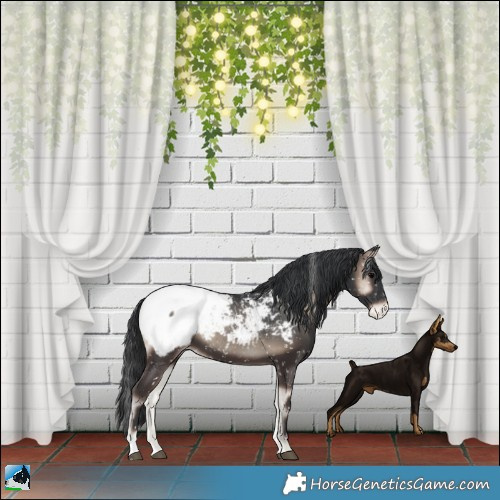 Horse Color:Blue Onyx Appaloosa 