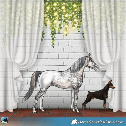 Horse Color:Blue Onyx Snowcap 
