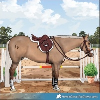 Horse Color:Silver Bay Dun 