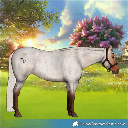 Horse Color:Silver Bay Roan Dun 