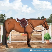 Horse Color:Bay Rabicano 