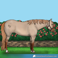 Horse Color:Red Dun