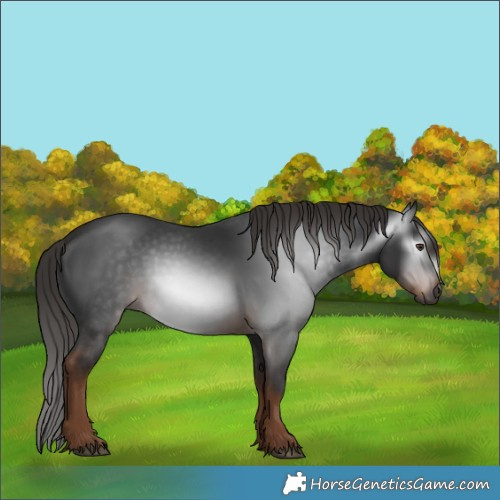 Horse Color:Gray White Spotted Liver Chestnut 