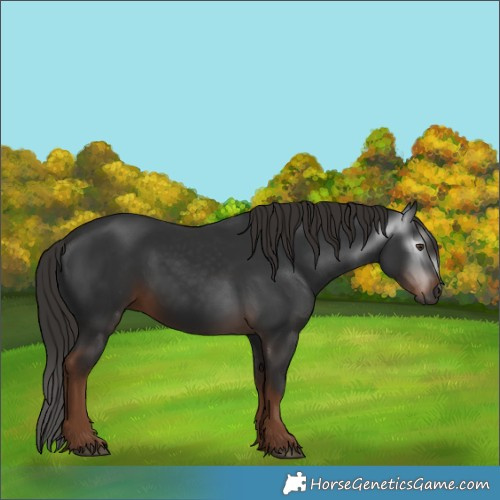 Horse Color:Gray White Spotted Liver Chestnut