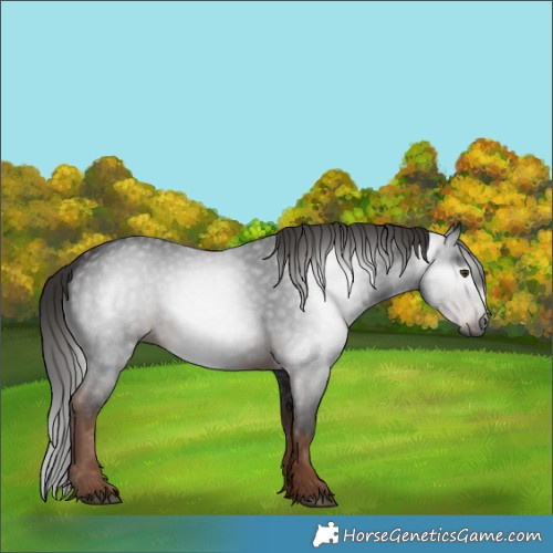 Horse Color:Gray White Spotted Liver Chestnut 