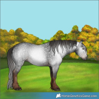 Horse Color:Gray White Spotted Liver Chestnut 