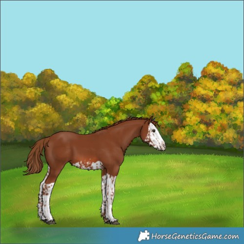 Horse Color:Chestnut Splash Frame  and Chestnut Splash 