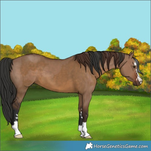 Horse Color:Liver Red Dun  and Gray Liver Red Dun 