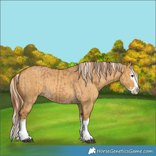 Horse Color:Red Dun Splash  and Palomino Dun Splash 