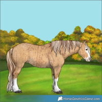 Horse Color:Red Dun Splash  and Palomino Dun Splash 