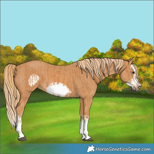 Horse Color:Chestnut Splash Frame  and Chestnut Splash Frame 