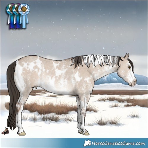 Horse Color:White Spotted Liver Red Dun Sabino Rabicano 