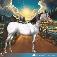 Horse Color:White Spotted Liver Red Roan Near Leopard
