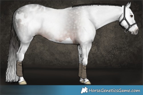 Horse Color:Gray Liver Chestnut Splash Blanket 