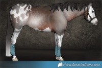 Horse Color:Gray Liver Chestnut Splash Appaloosa 