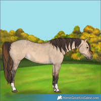 Horse Color:Red Dun  and Bay Dun 