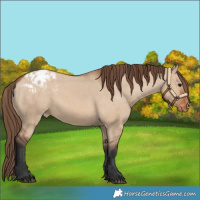 Horse Color:Bay Dun Appaloosa 