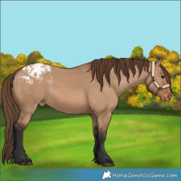 Horse Color:Bay Dun Appaloosa 