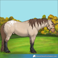 Horse Color:Bay Dun Varnish