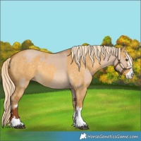 Horse Color:Red Dun  and Palomino Dun 