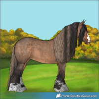 Horse Color:Liver Red Dun  and Bay Dun 