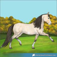 Horse Color:Buckskin Roan Splash Frame