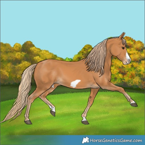 Horse Color:Chestnut Splash Frame 